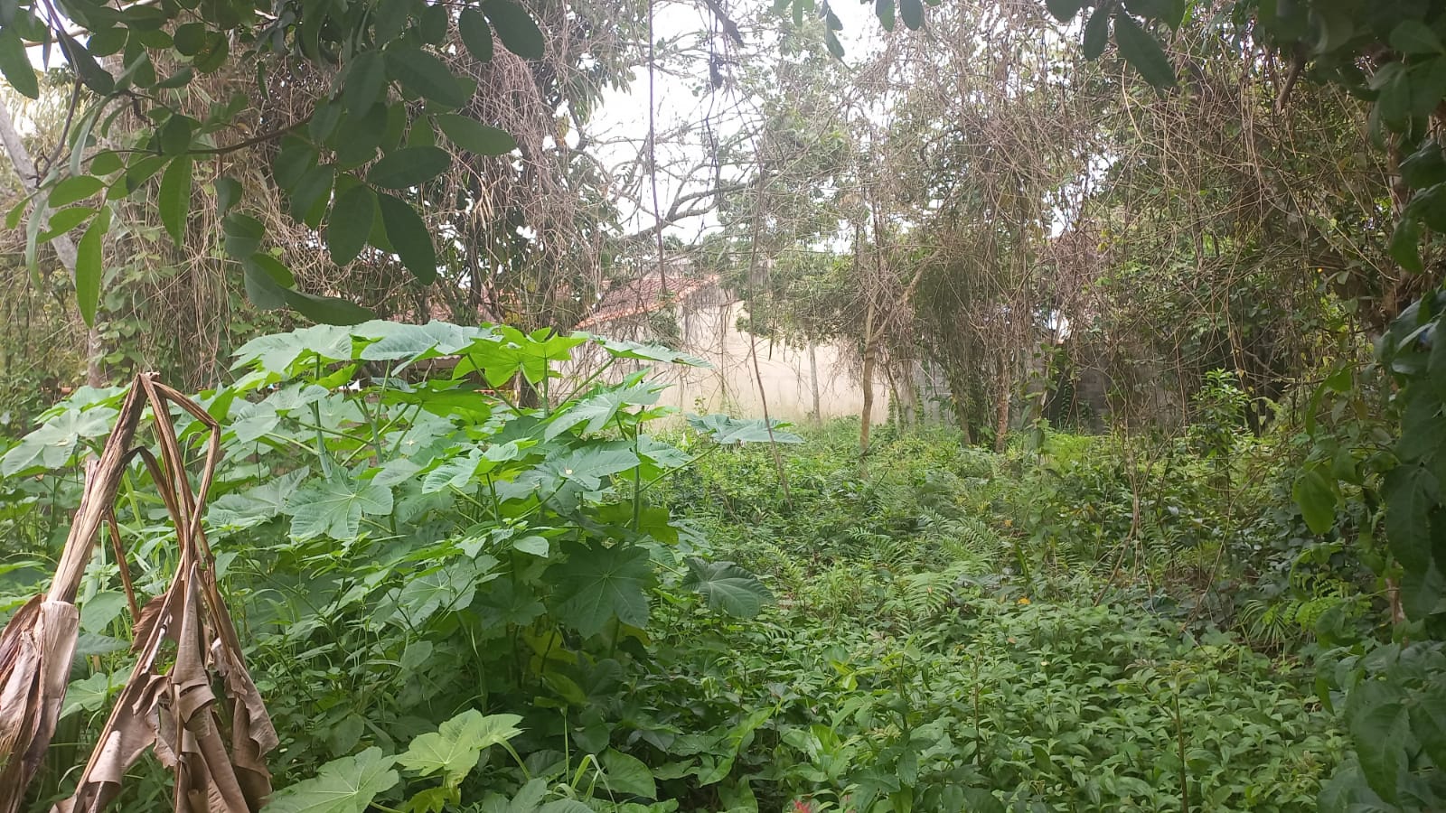 TERRENO LADO PRAIA - ITANHAÉM/SP -  LUIZAMAR ( 800 M DO MAR ) - foto 3