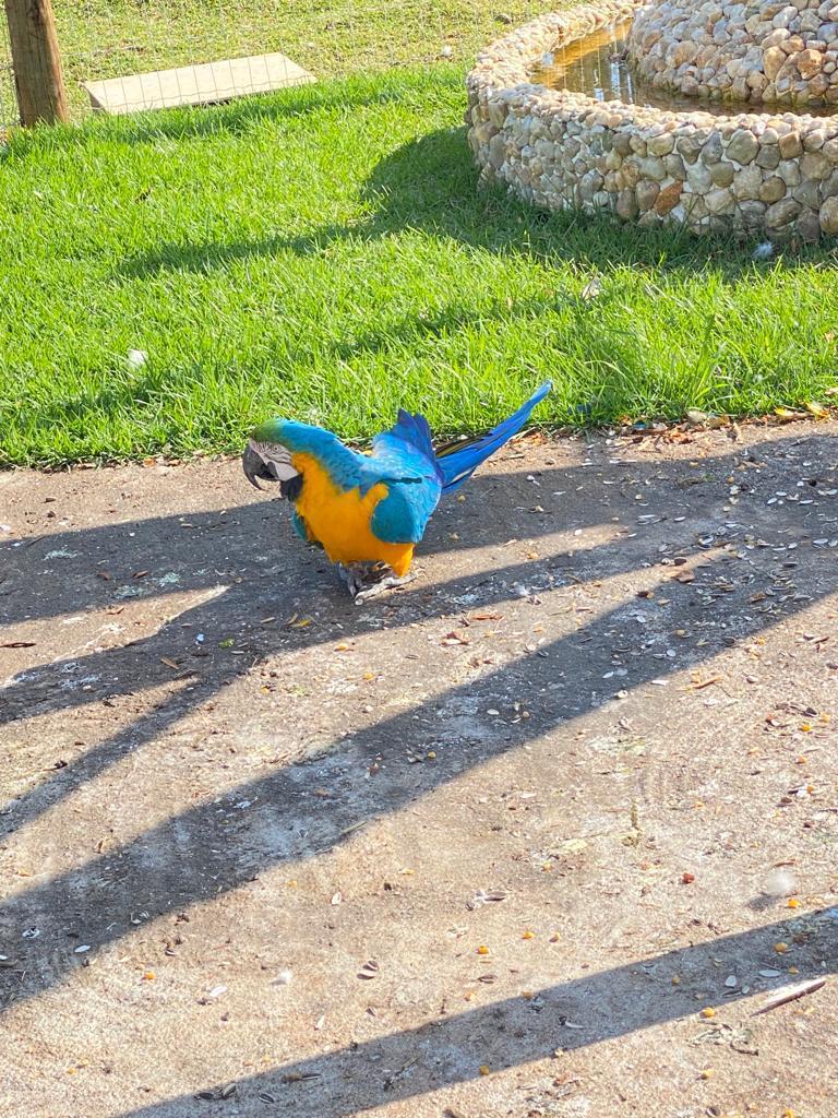 CHÁCARA EM PERUIBE - LADO SERRA - foto 12