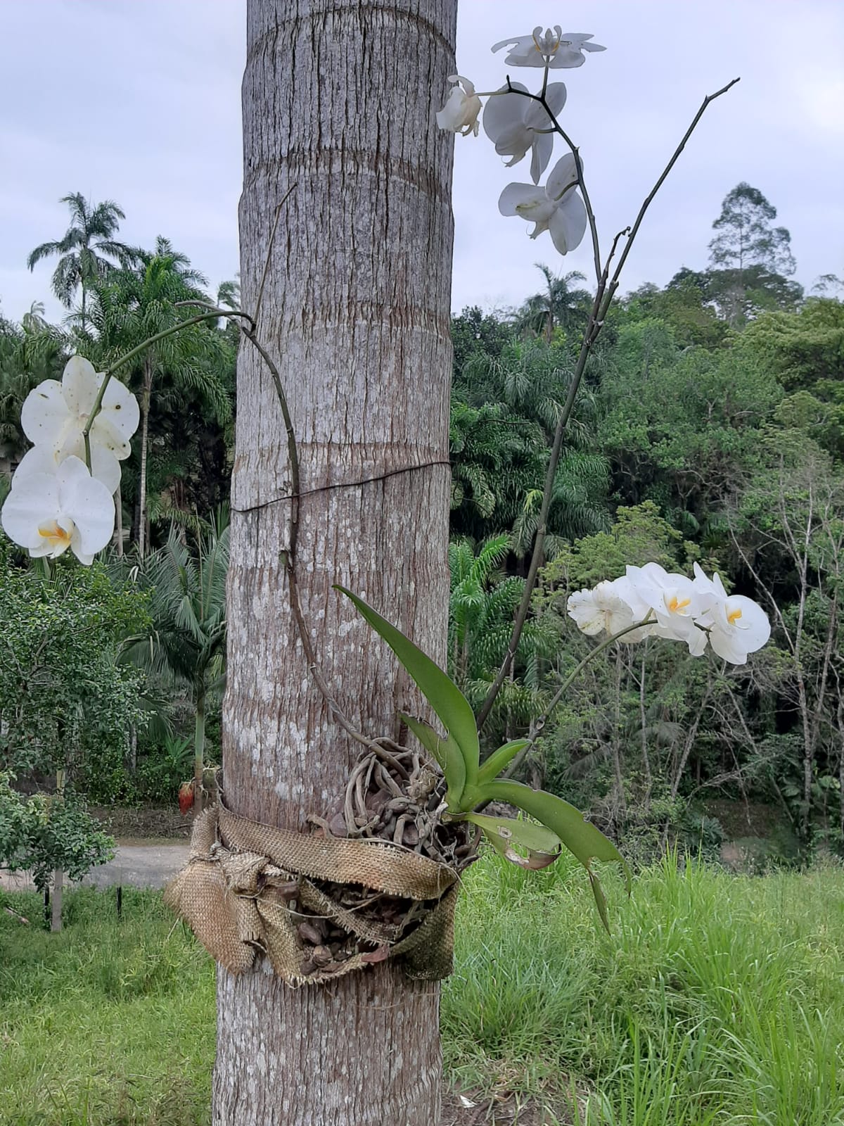 SITIO NO BAIRRO ITUPAVA- JUQUIÁ/SP - ÁREA RURAL - foto 8