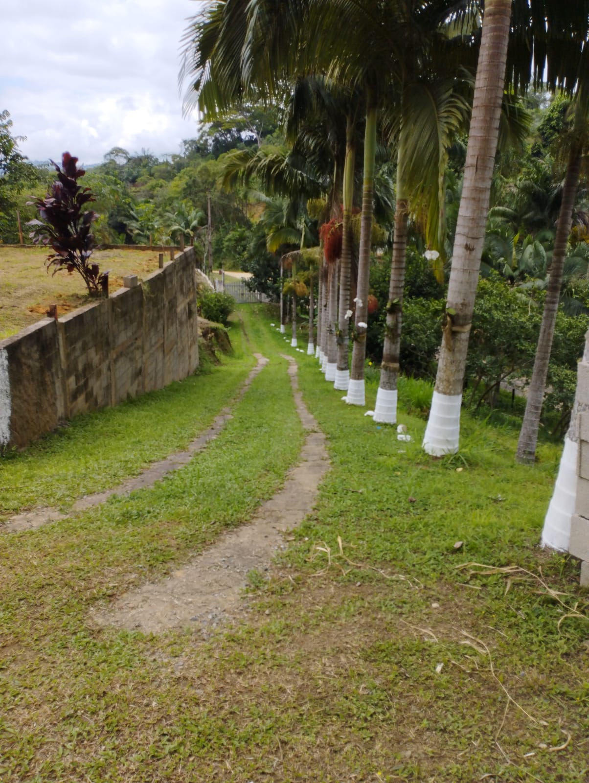 SITIO NO BAIRRO ITUPAVA- JUQUIÁ/SP - ÁREA RURAL - foto 19