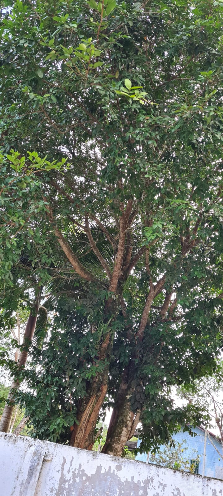 CHÁCARA NO JD SÃO FERNANDO - ITANHAÉM/SP - LADO SERRA  - foto 2