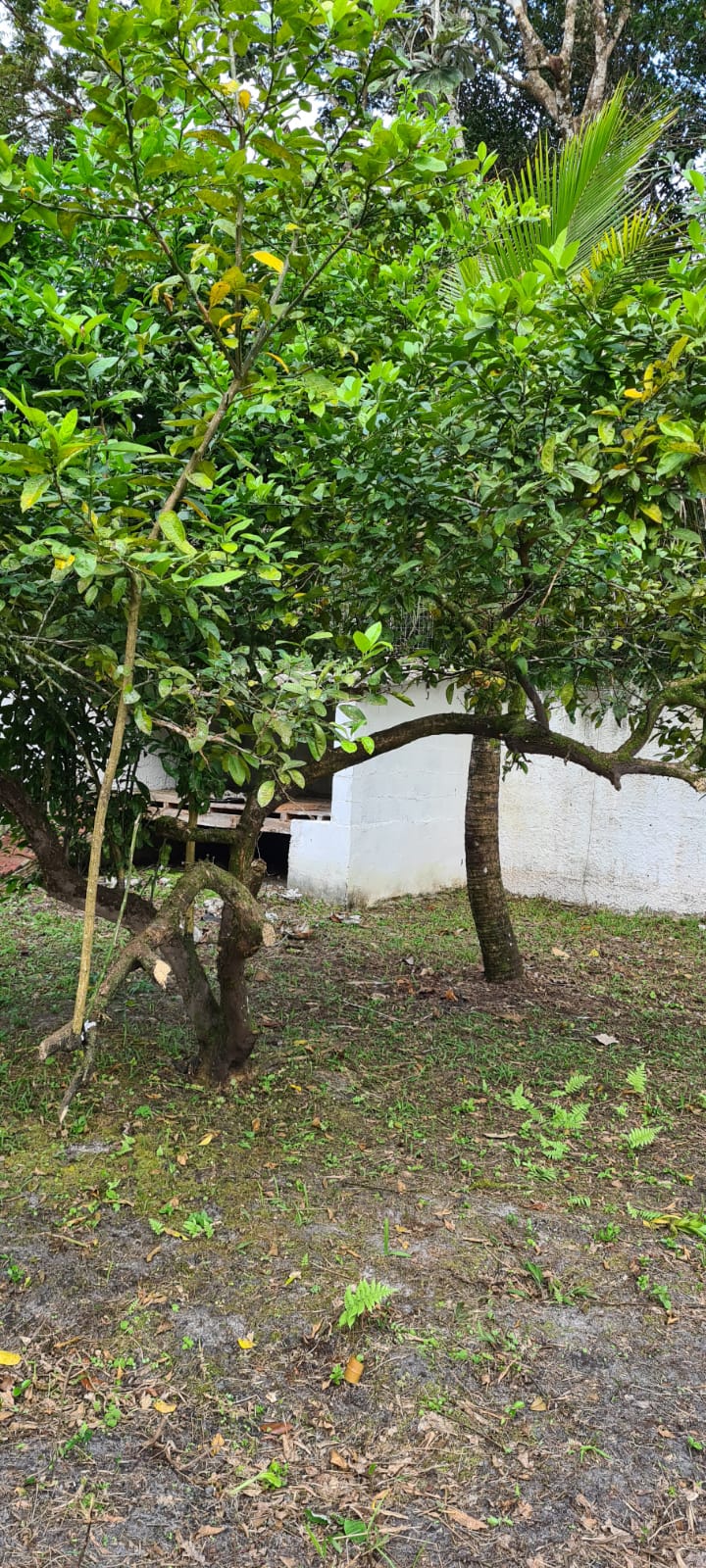 CHÁCARA NO JD SÃO FERNANDO - ITANHAÉM/SP - LADO SERRA  - foto 9