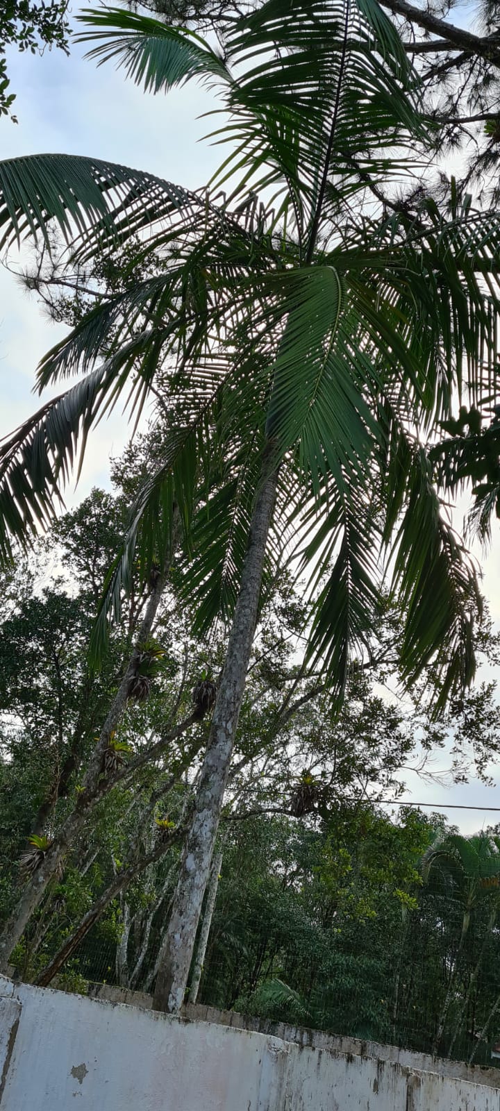 CHÁCARA NO JD SÃO FERNANDO - ITANHAÉM/SP - LADO SERRA  - foto 10