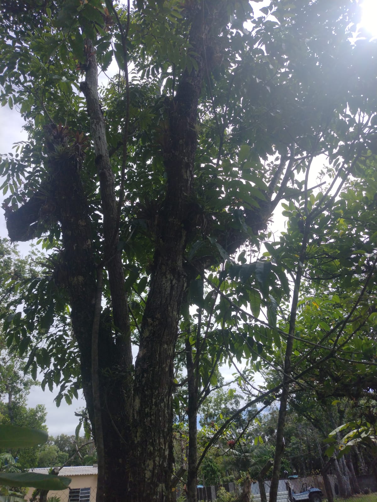 CHÁCARA NO JD. CORONEL - ITANHAÉM - LADO MORRO - 1.000 METROS DA RODOVIA - foto 25